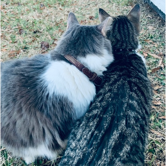 Meet your Posher, Tonya - Picture 4 of 4